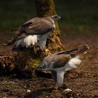 Habichtpärchen am Hühnergarten