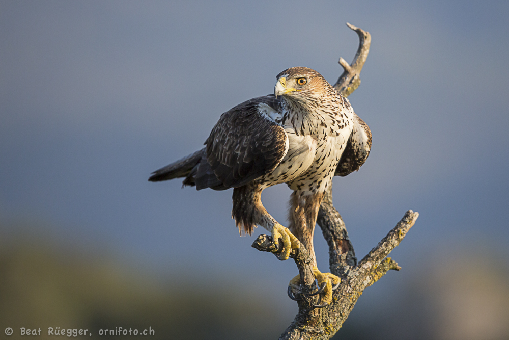 Habichtsadler