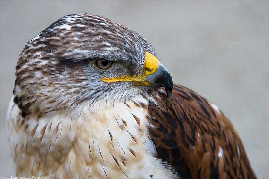 Habichtsadler