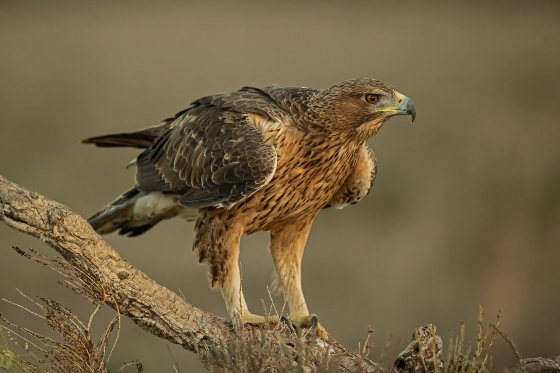 Habichtsadler