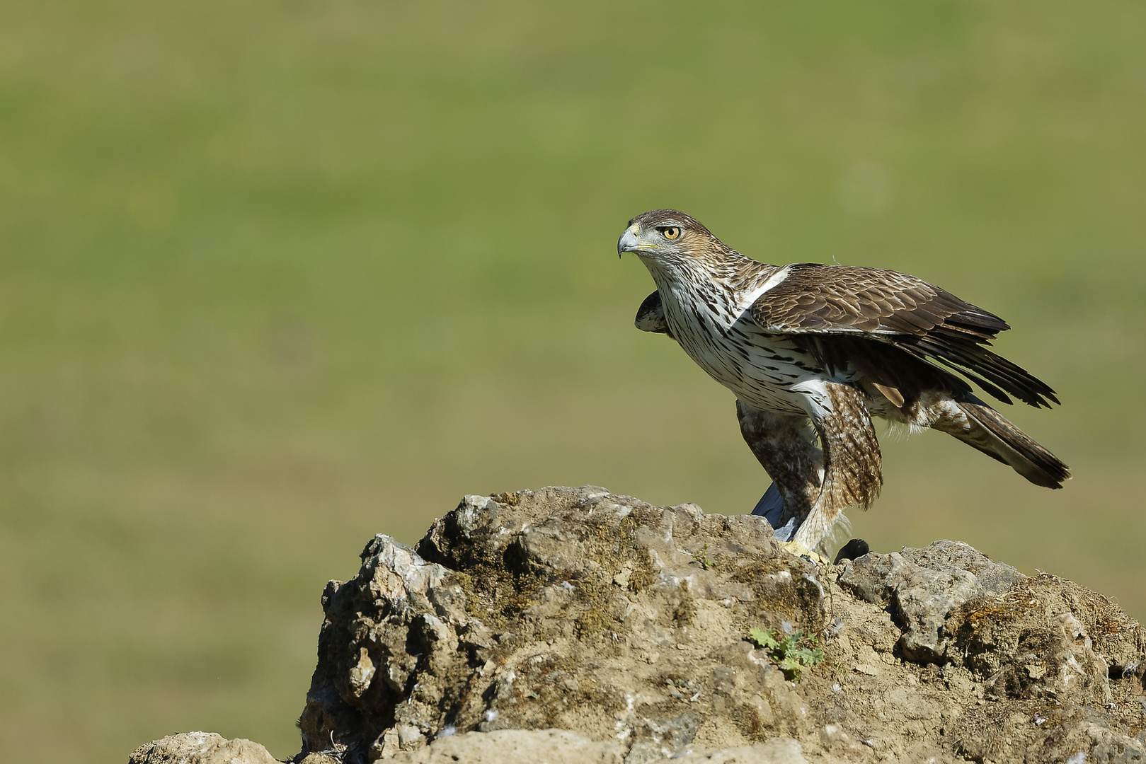 Habichtsadler