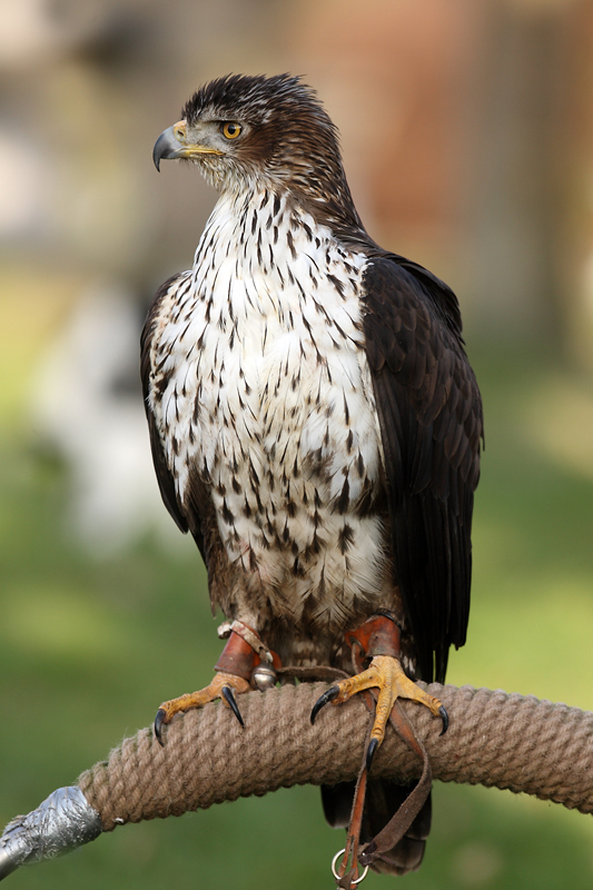 Habichtsadler