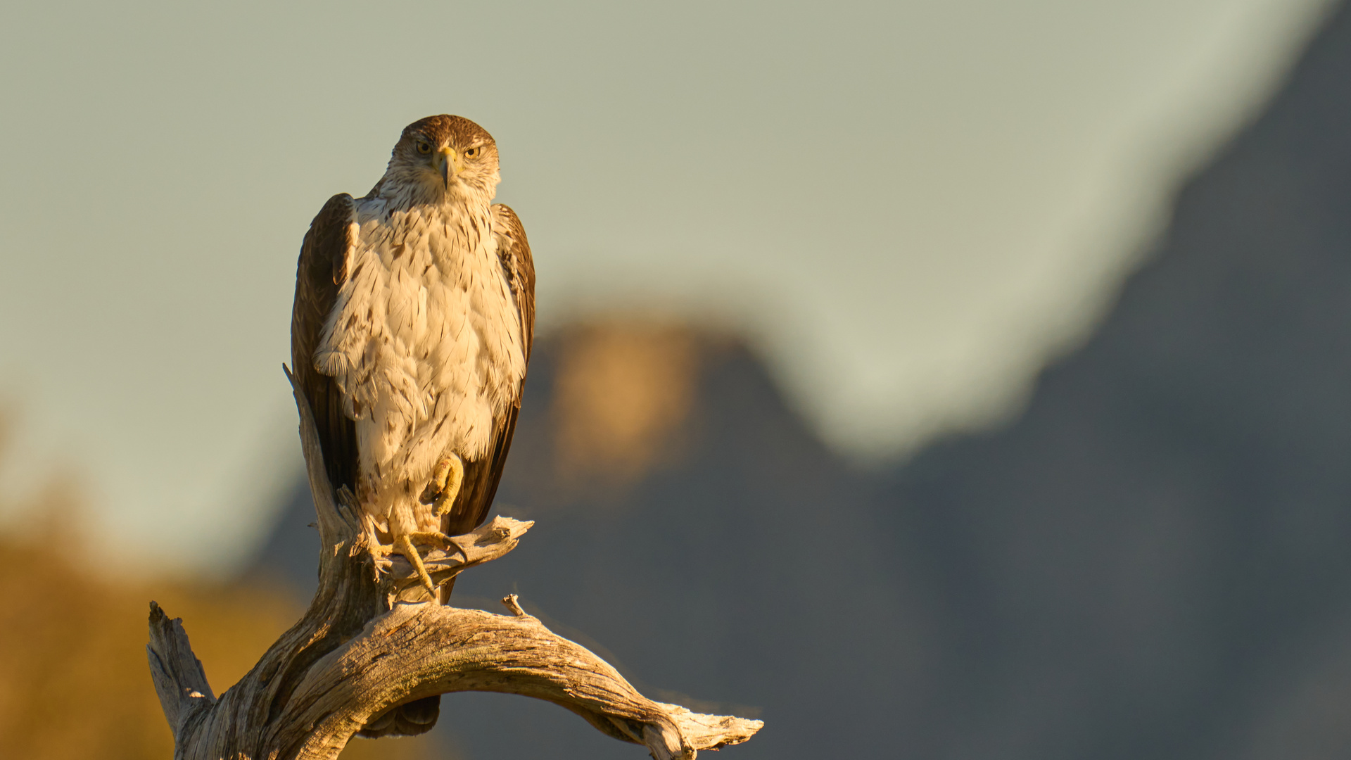 Habichtsadler Ansitz