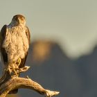 Habichtsadler Ansitz