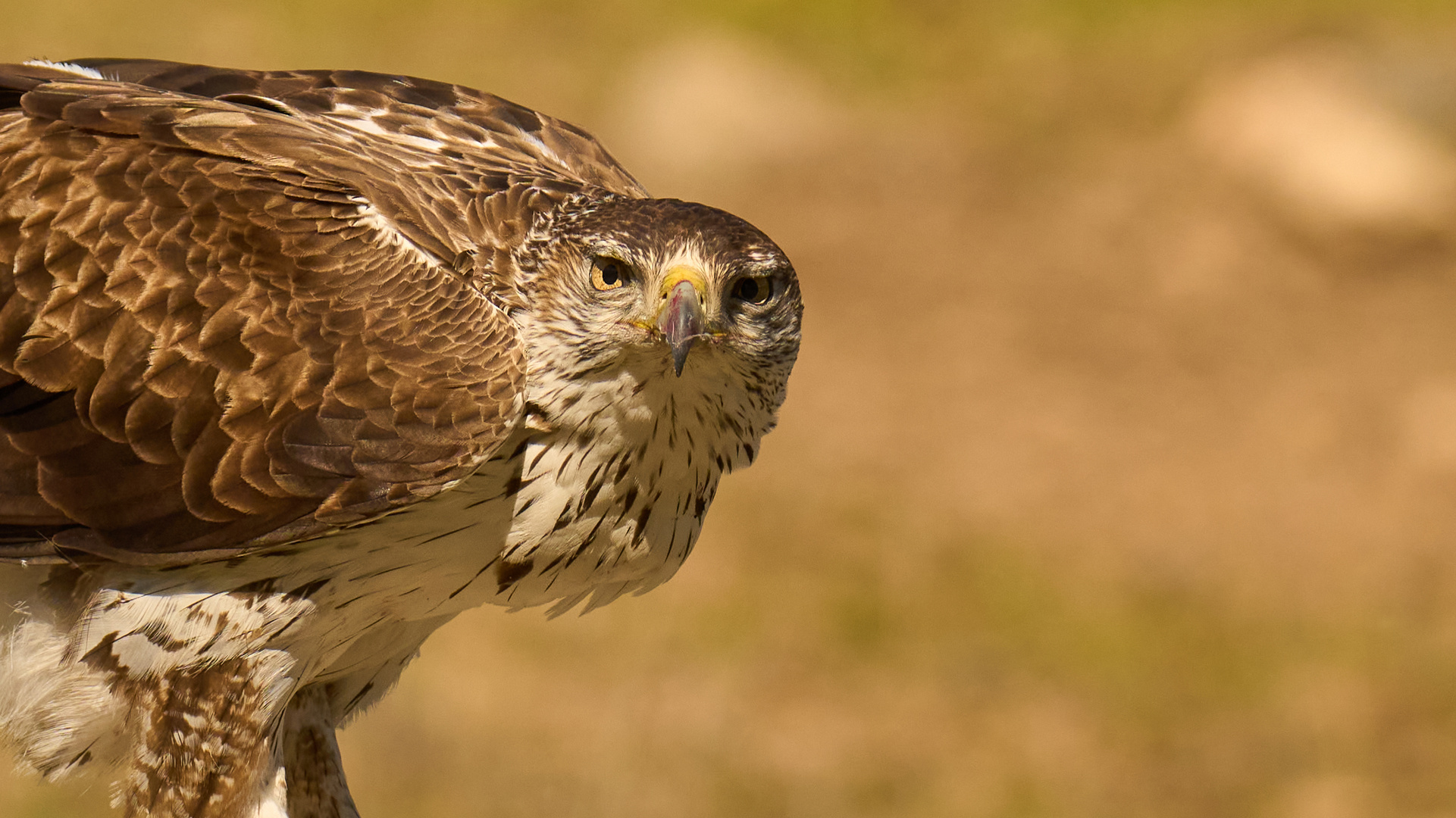 Habichtsadler Augen