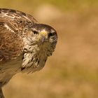 Habichtsadler Augen