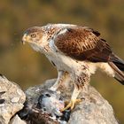 Habichtsadler bei der Mahlzeit