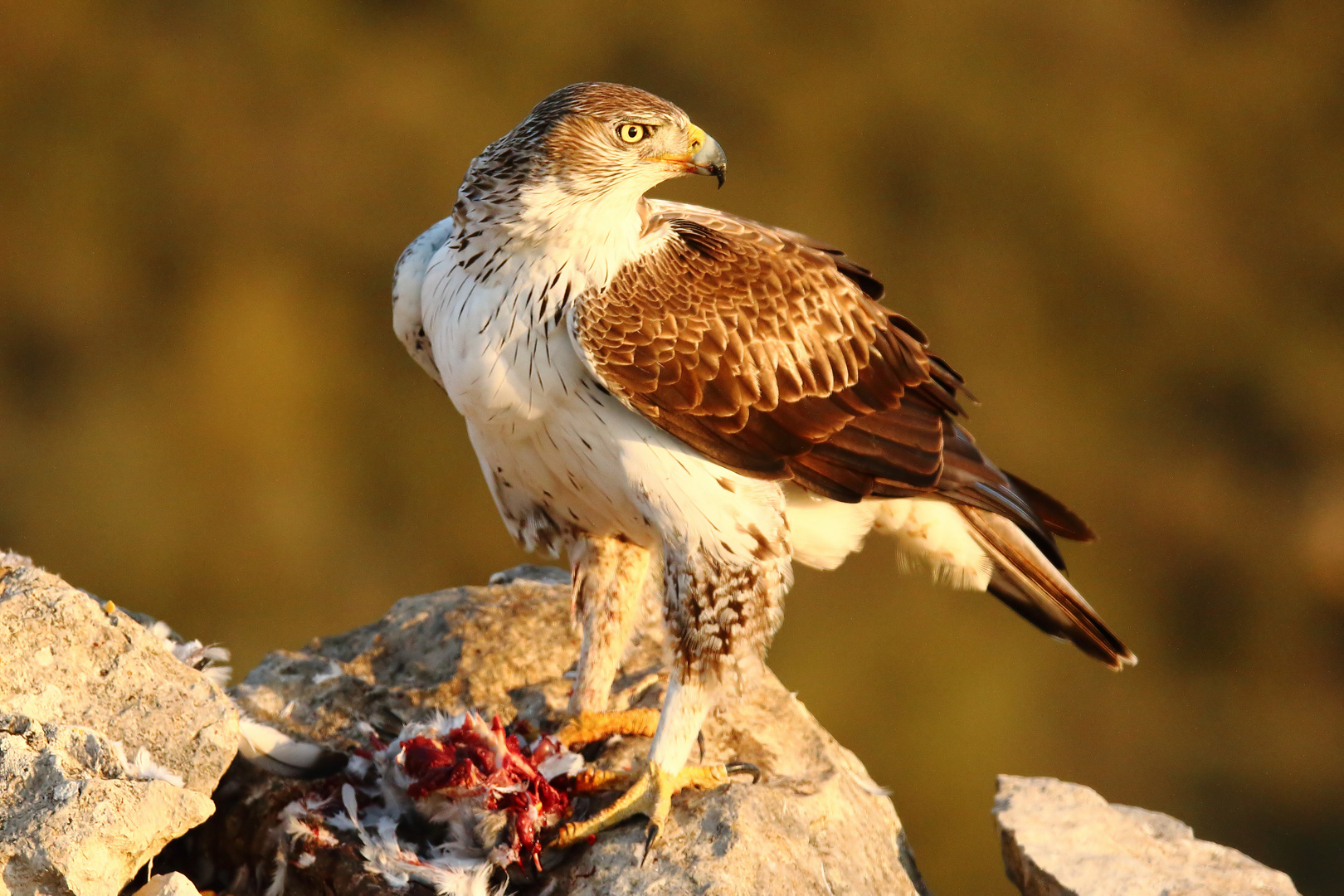 Habichtsadler bei der Mahlzeit