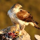 Habichtsadler bei der Mahlzeit