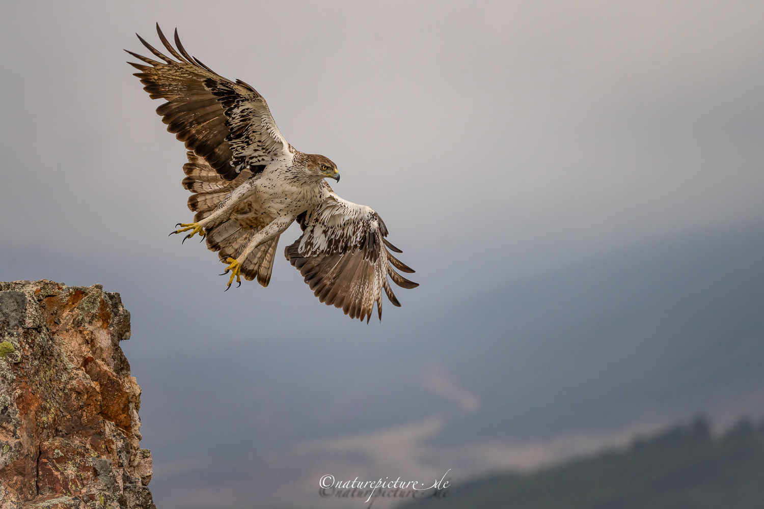 Habichtsadler  / Bonelli`s Eagle