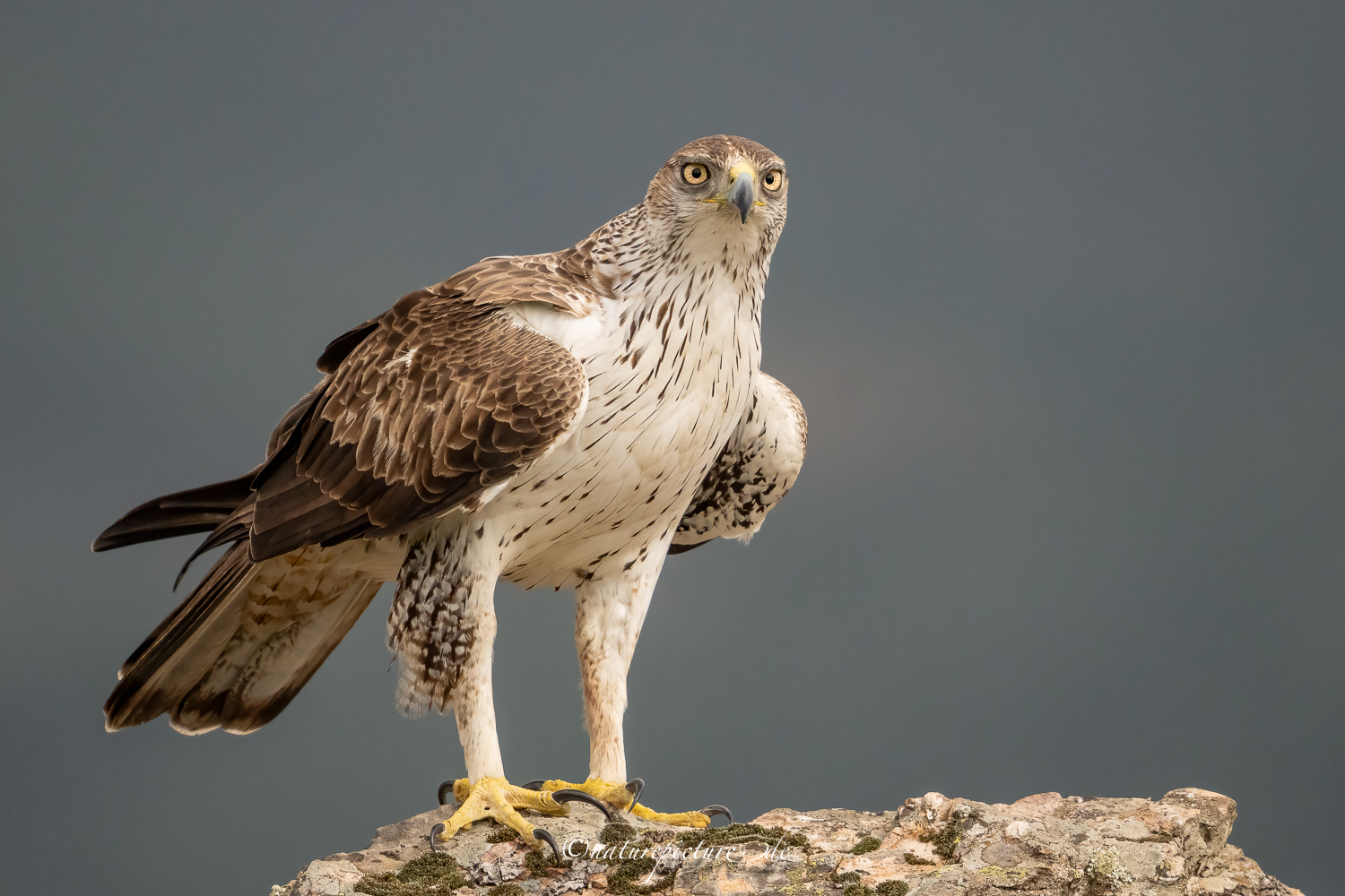 Habichtsadler  / Bonelli`s Eagle