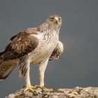 Habichtsadler  / Bonelli`s Eagle