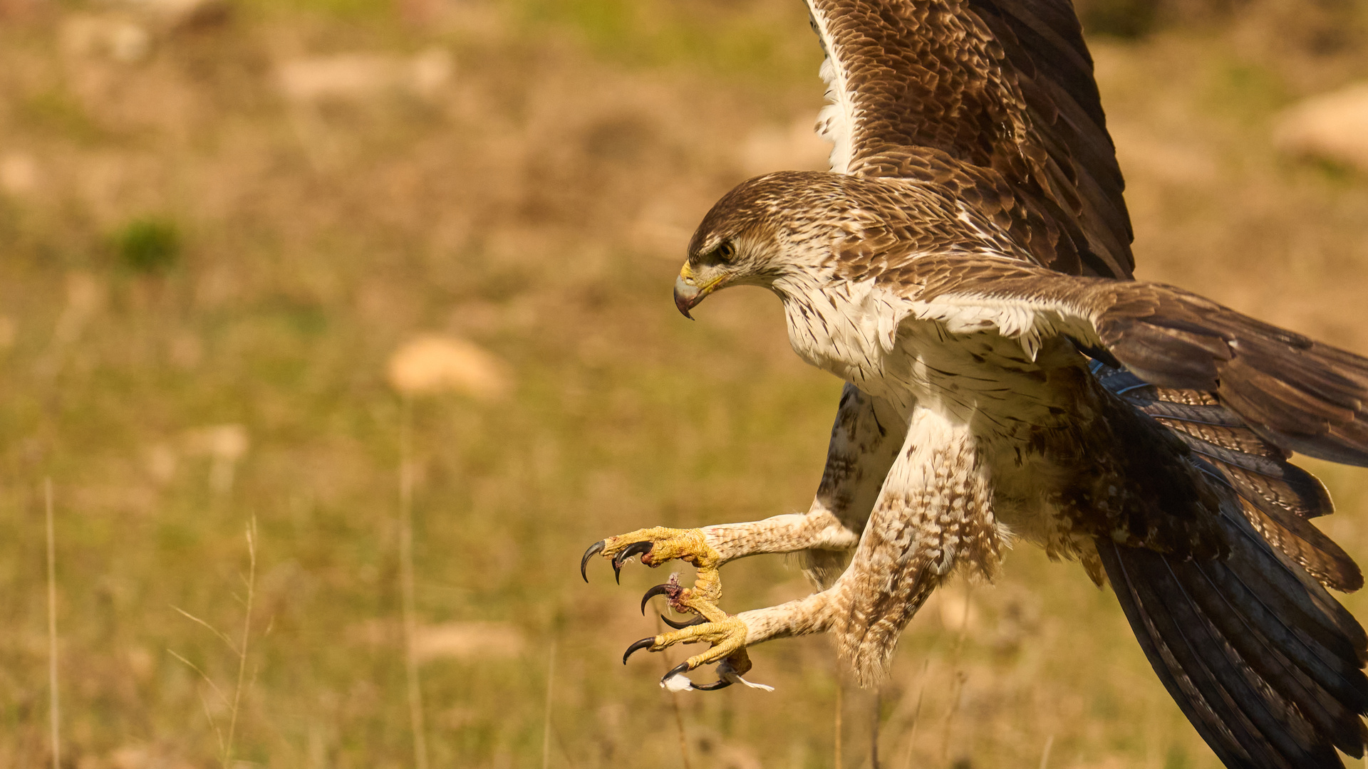 Habichtsadler Fänge