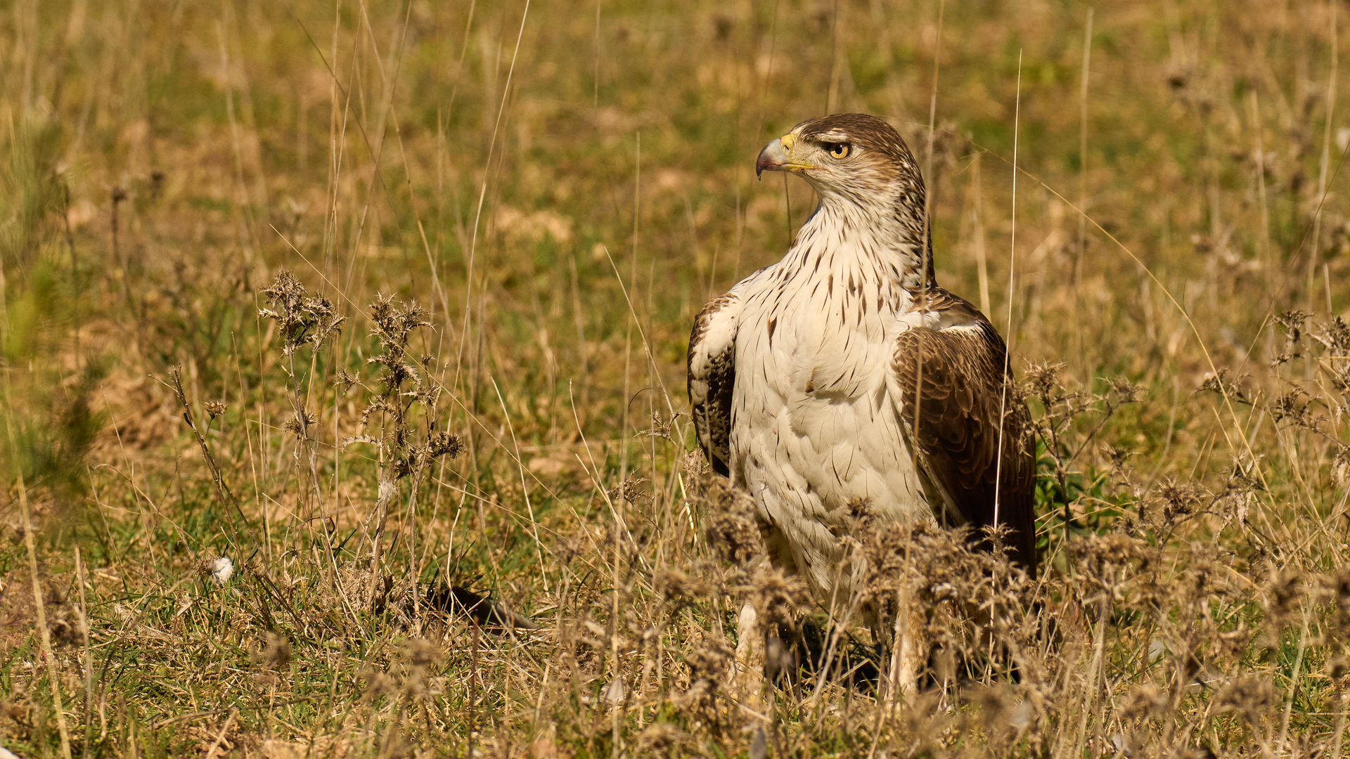 Habichtsadler gelandet