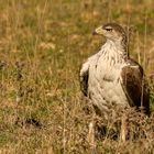 Habichtsadler gelandet