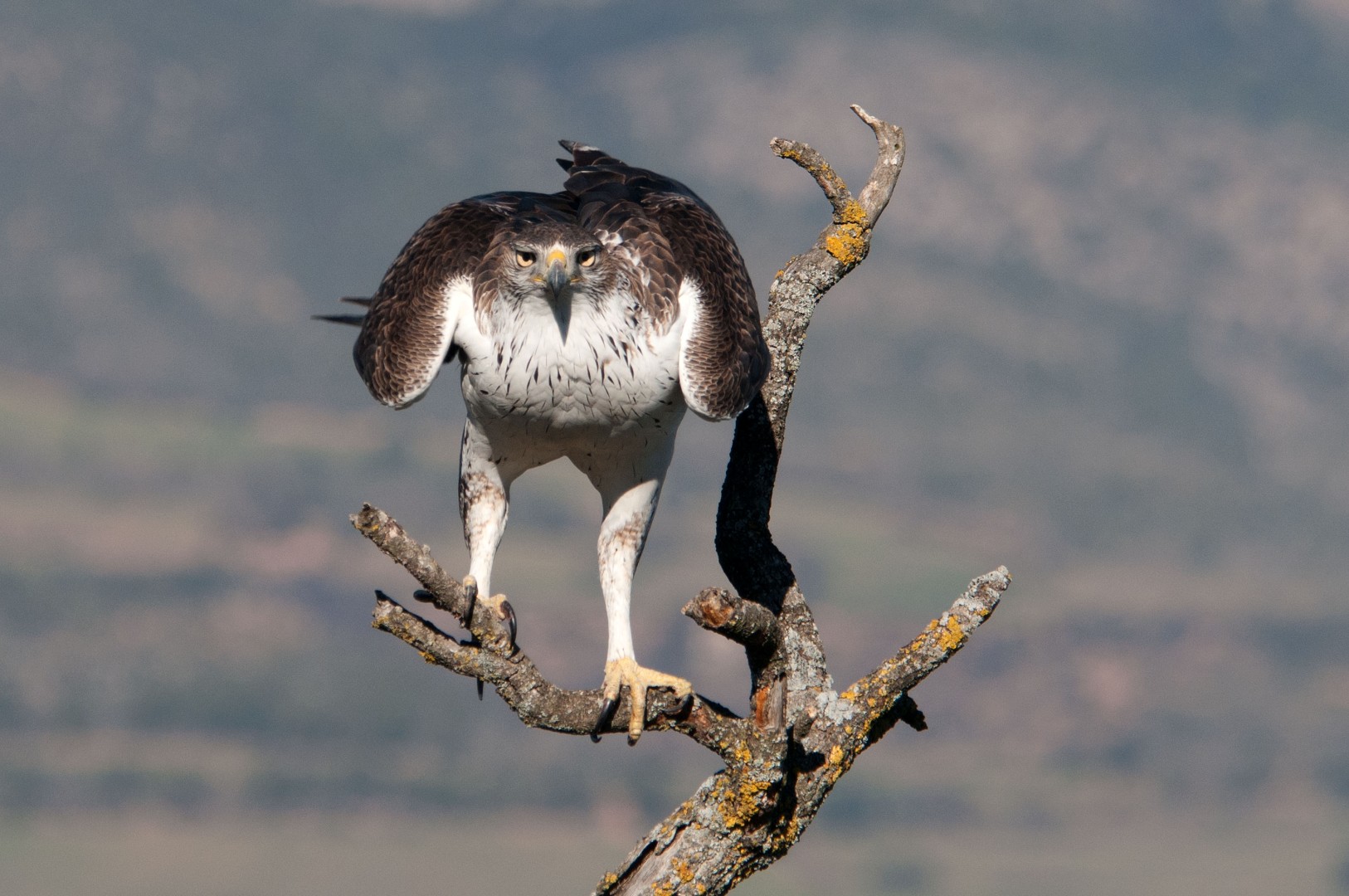 Habichtsadler (Hieraaetus fasciatus)