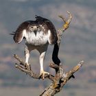 Habichtsadler (Hieraaetus fasciatus)