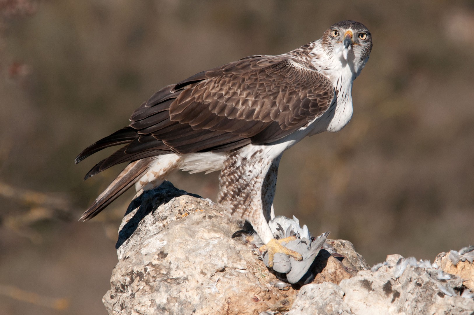 Habichtsadler (Hieraaetus fasciatus) beim Kröpfen