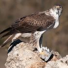 Habichtsadler (Hieraaetus fasciatus) beim Kröpfen