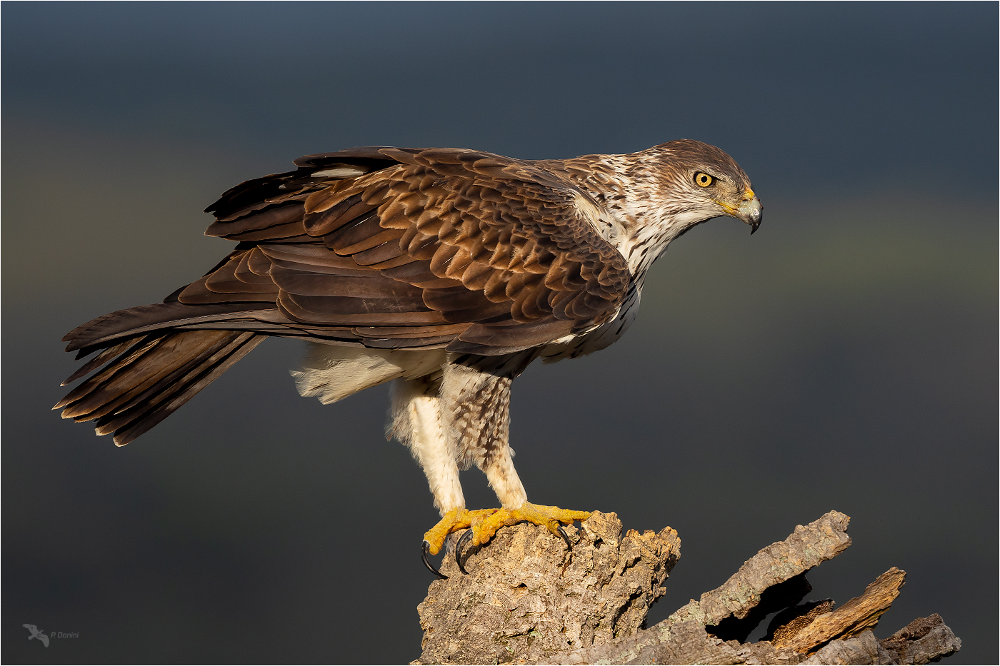 Habichtsadler II (Männchen )