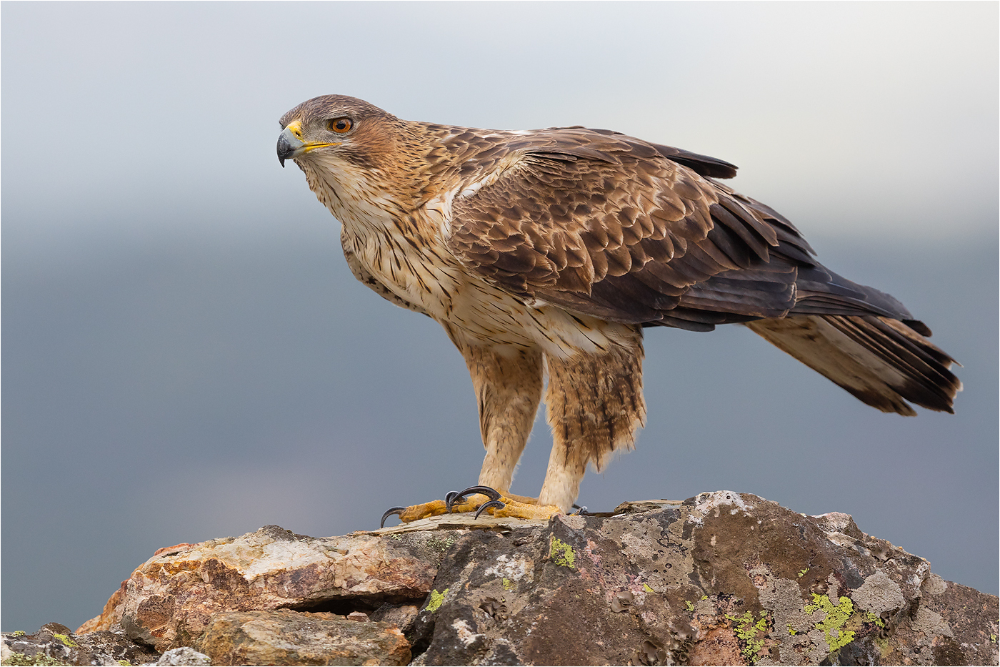 Habichtsadler III (Weibchen)