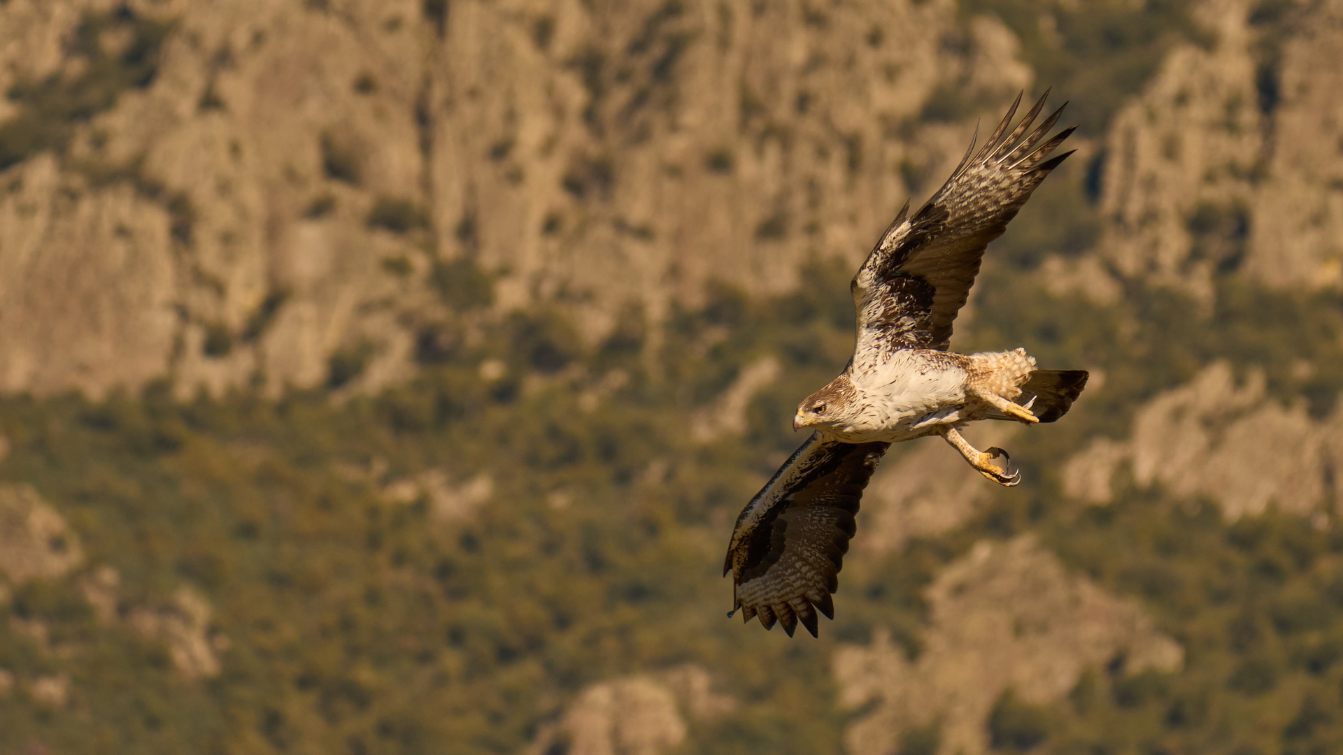 Habichtsadler im Anflug