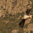 Habichtsadler im Anflug