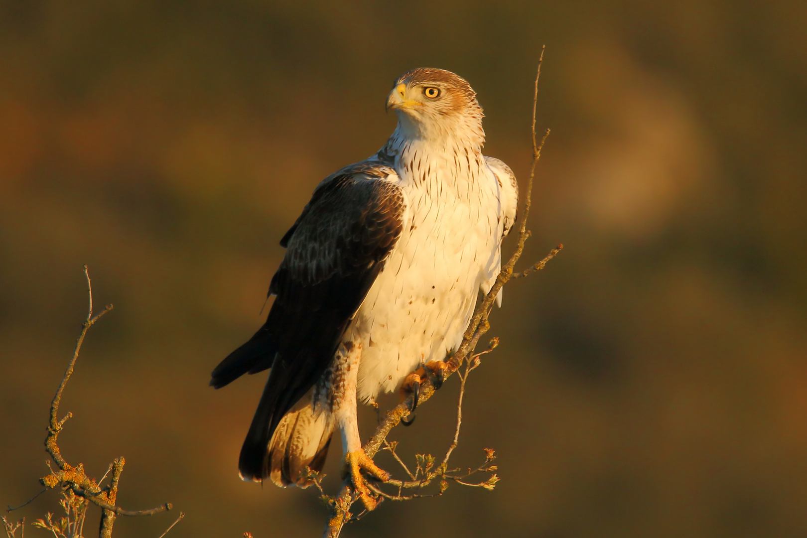 Habichtsadler im ersten Morgenlicht