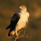 Habichtsadler im ersten Morgenlicht