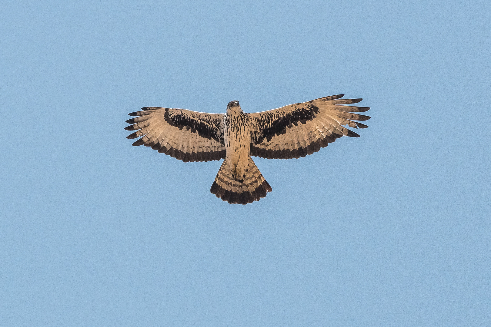 Habichtsadler  im Flug