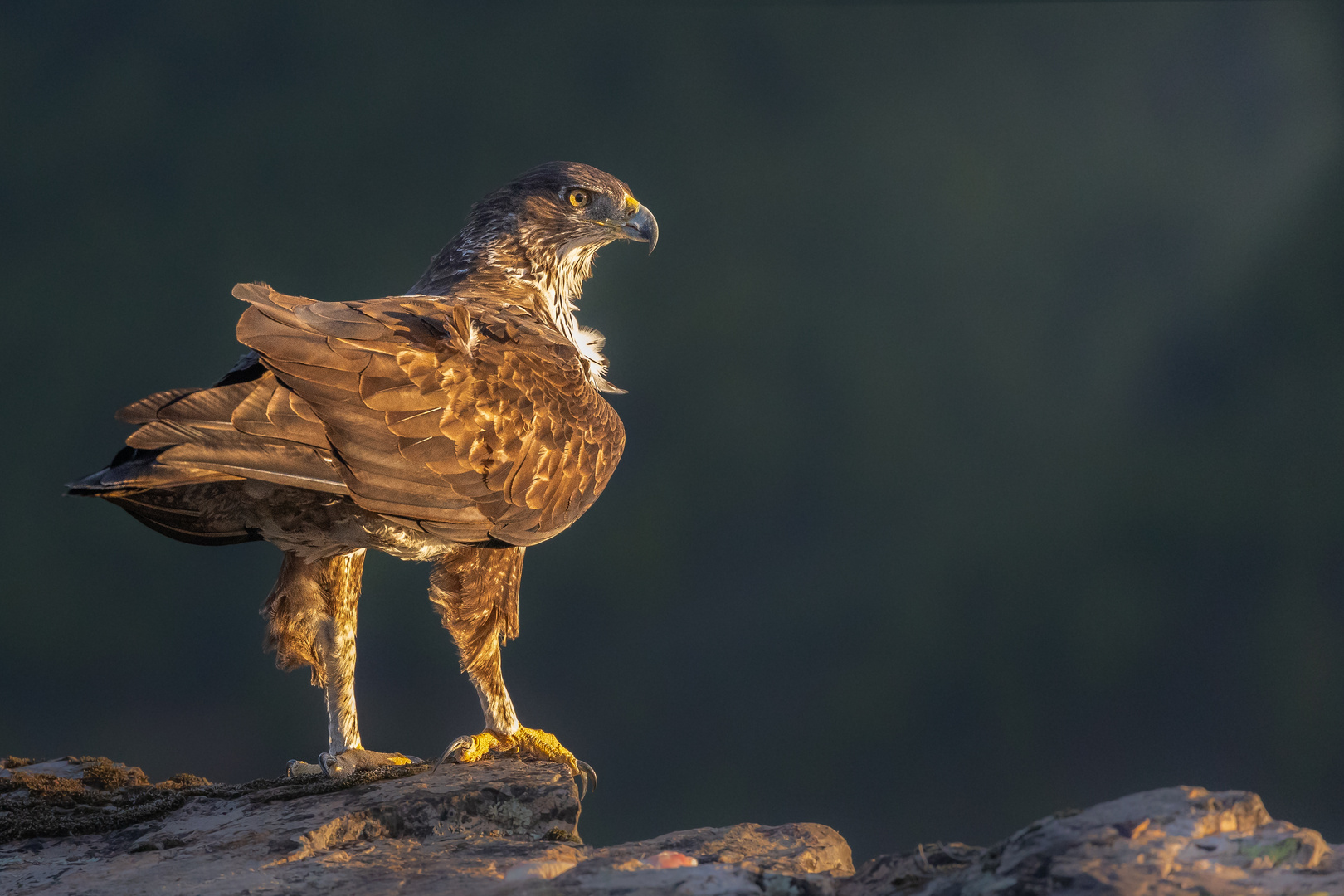 Habichtsadler im letzten Licht