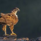 Habichtsadler im letzten Licht