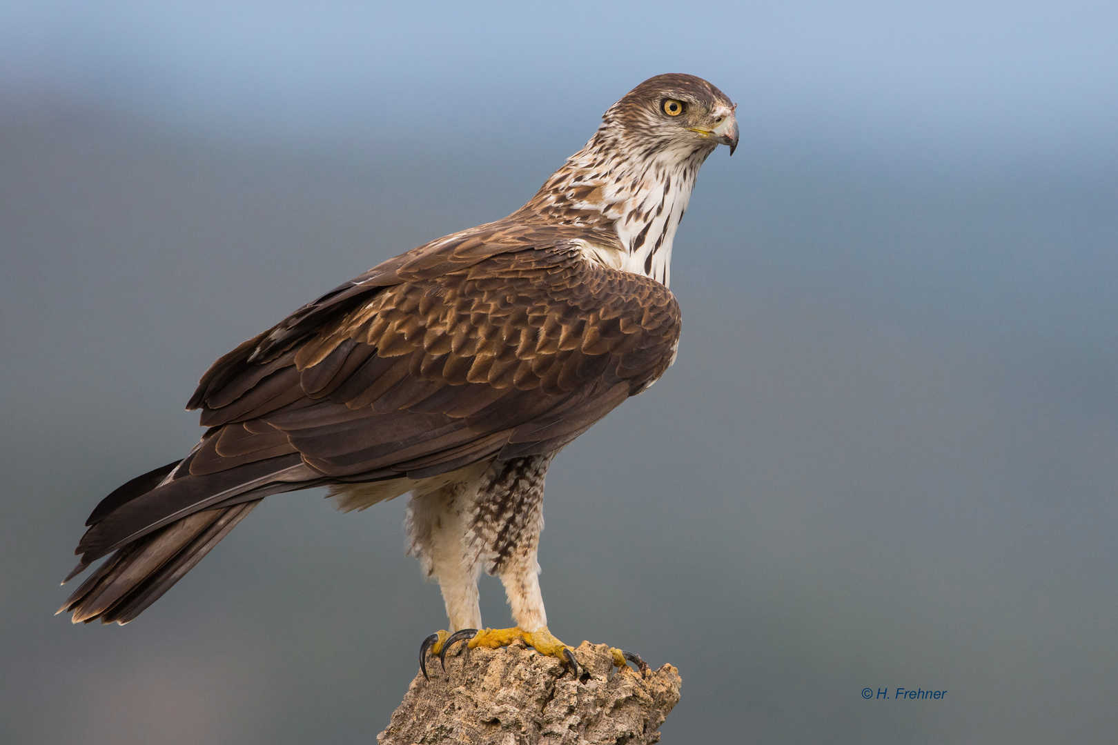 Habichtsadler m.