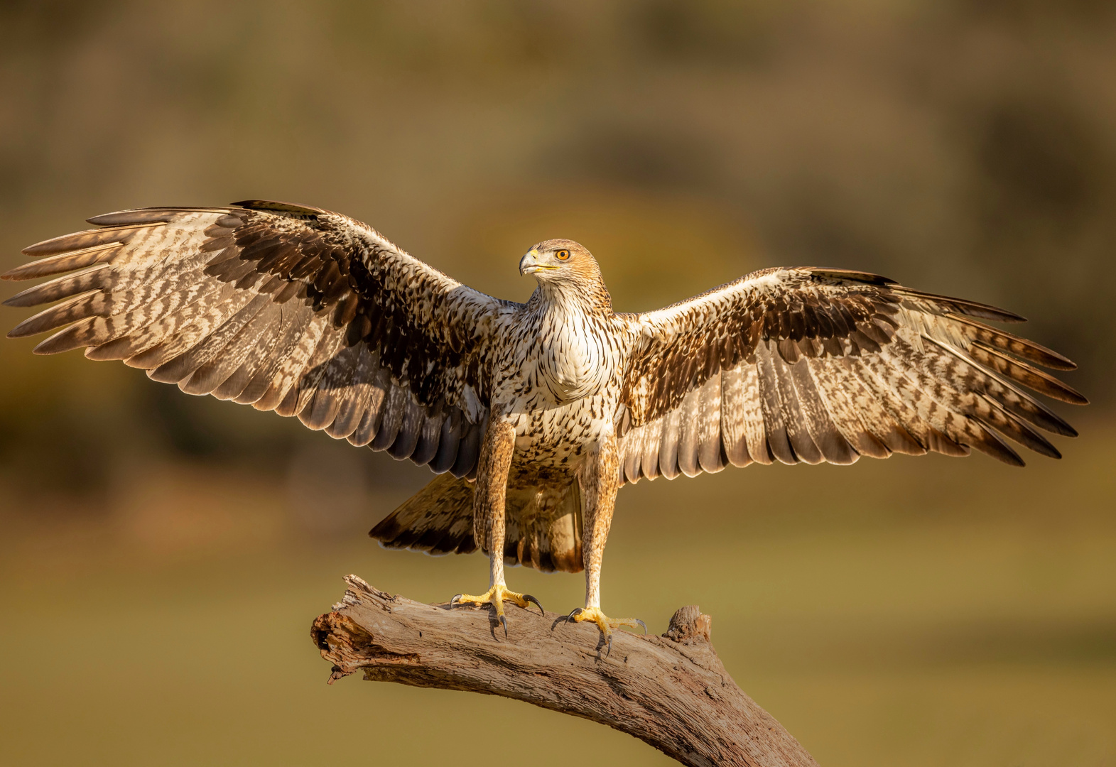 Habichtsadler-Männchen