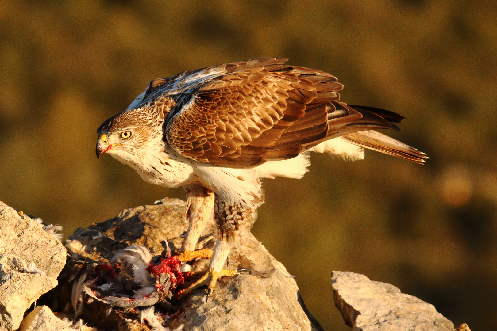 Habichtsadler mit Beute