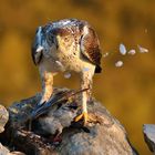 Habichtsadler mit Beute