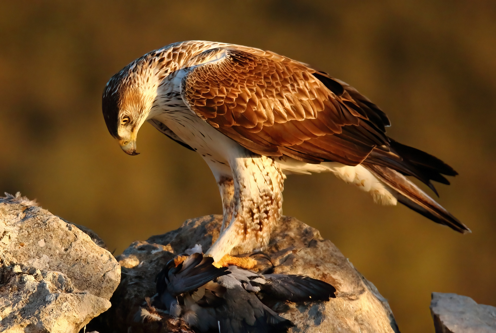 Habichtsadler mit Beute