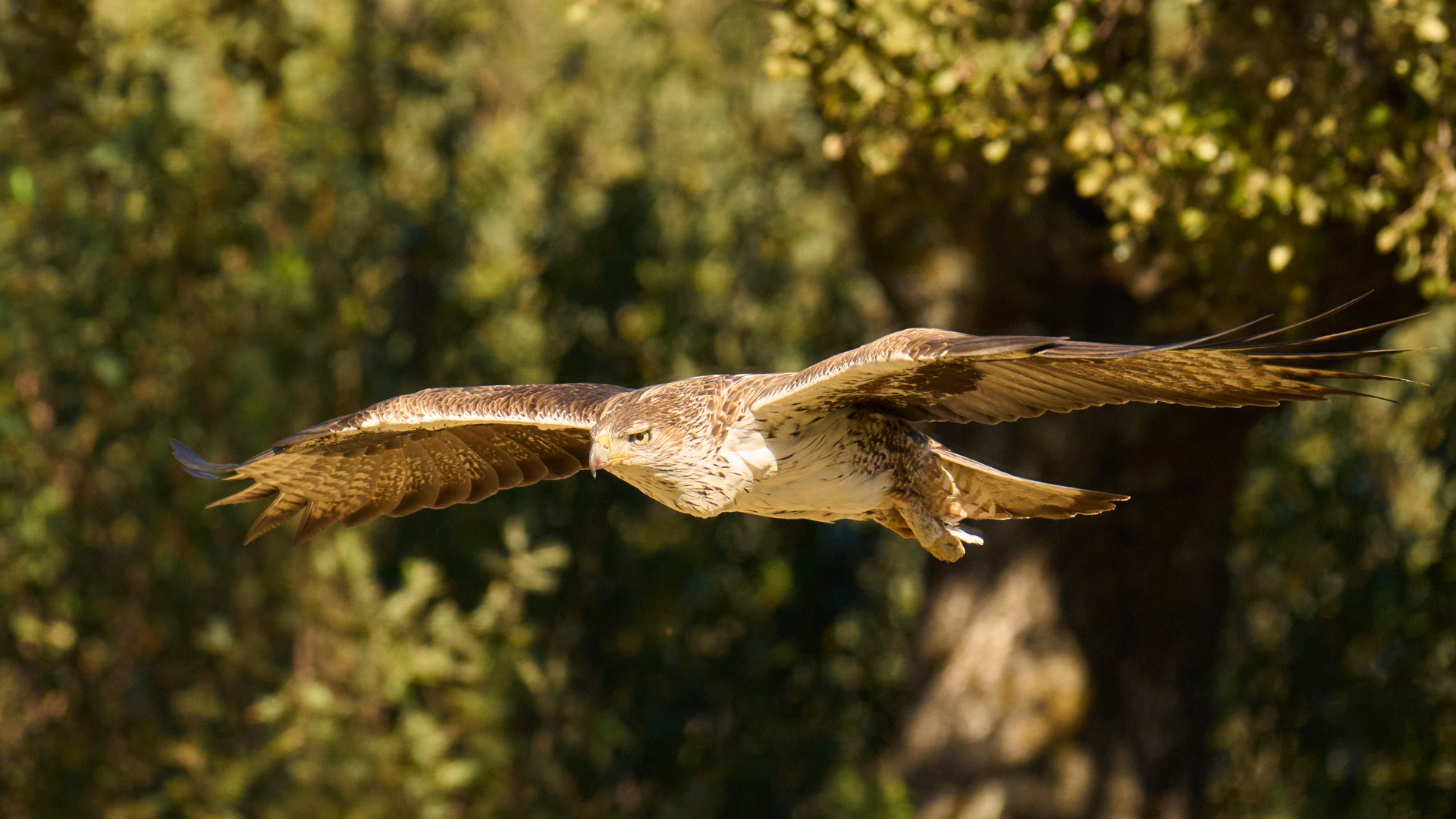 Habichtsadler Tiefflug