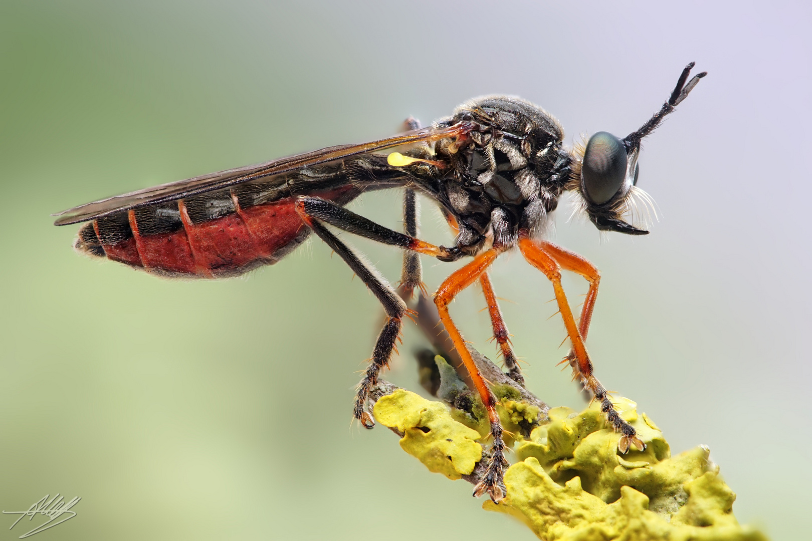 Habichtsfliege auf der Lauer