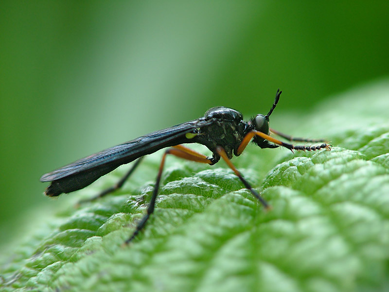 Habichtsfliege "Dioctria hyalipennis"