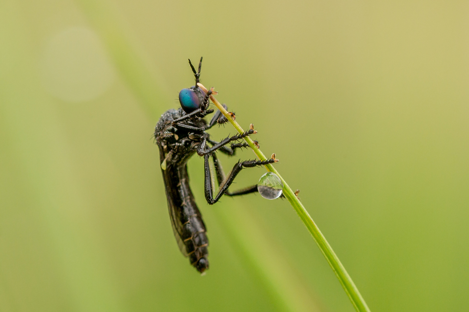  Habichtsfliege Männchen