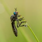  Habichtsfliege Männchen