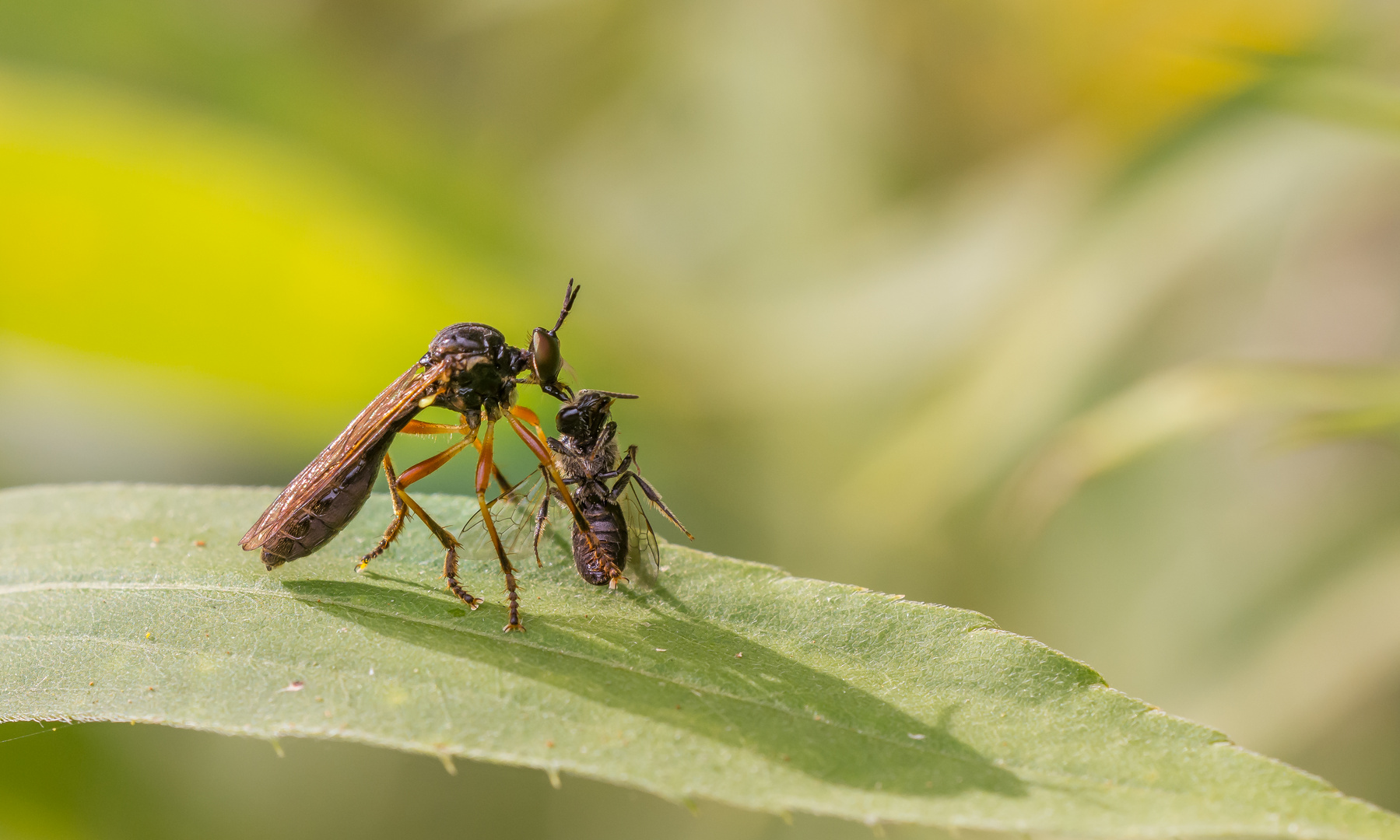 Habichtsfliege mit Beute