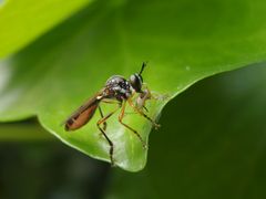 Habichtsfliege mit erbeuteter Blattlaus