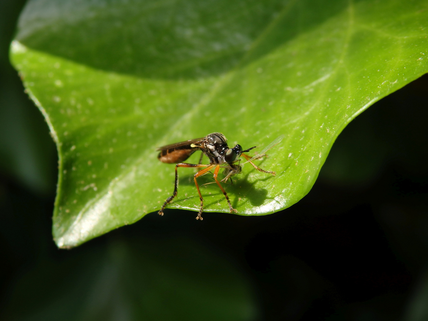 Habichtsfliege mit erbeuteter Blattlaus