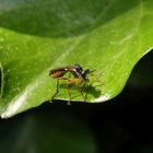 Habichtsfliege mit erbeuteter Blattlaus