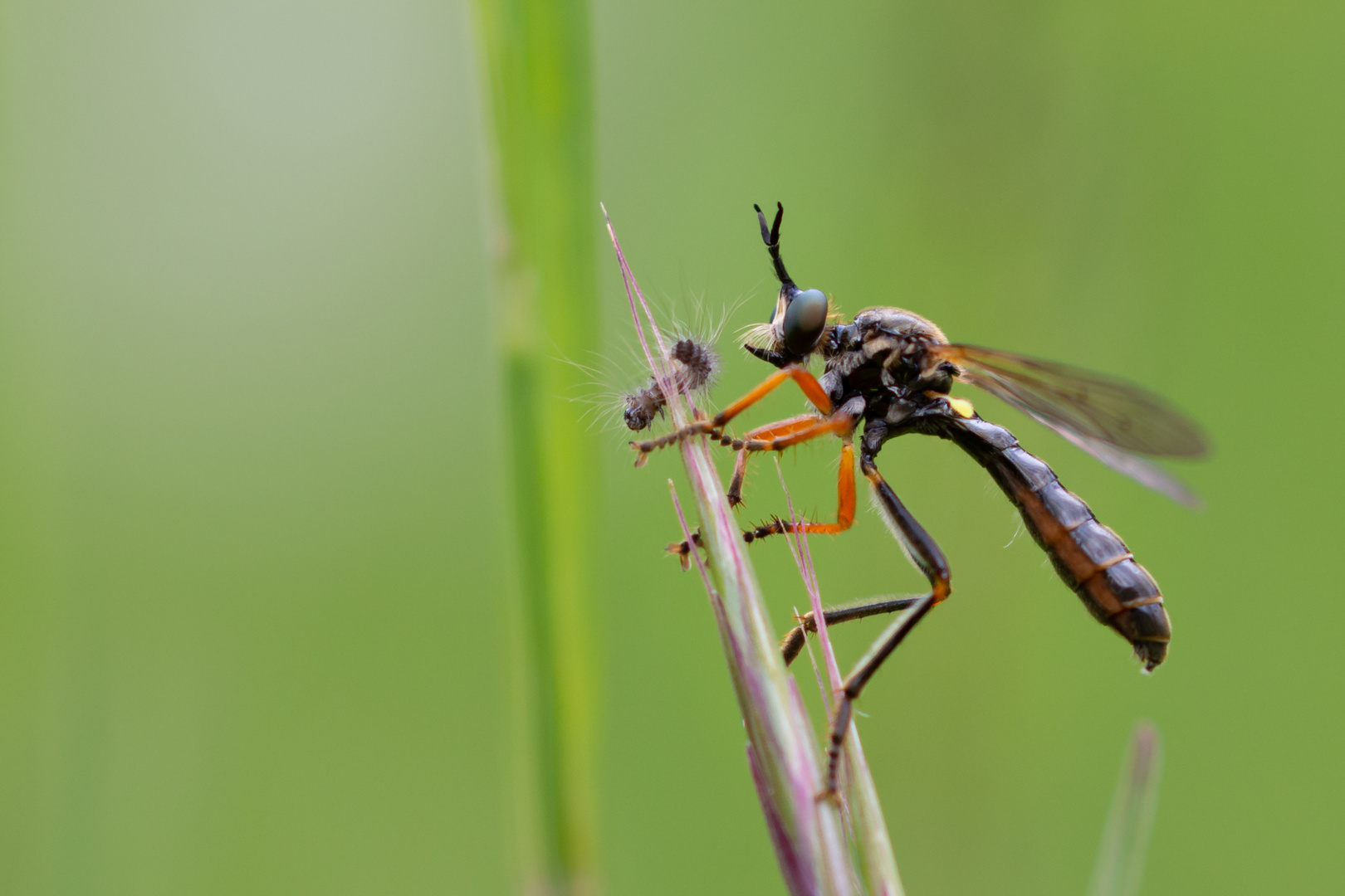 Habichtsfliege mit Raupe