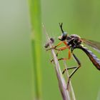 Habichtsfliege mit Raupe