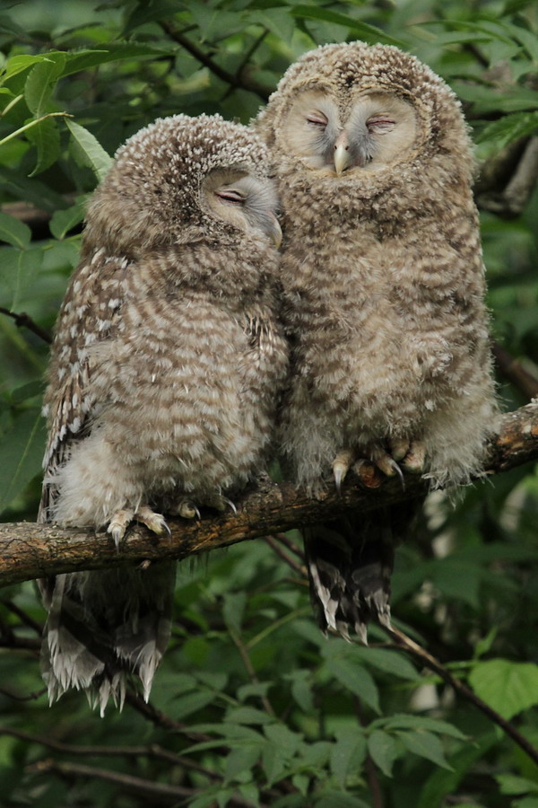 Habichtskäuzchen