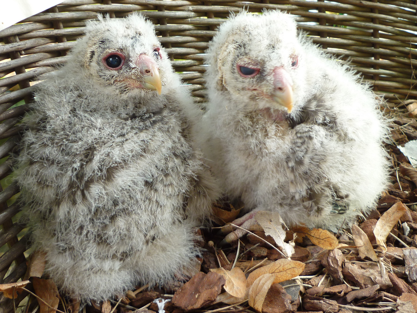 Habichtskäuzchen